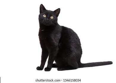 Black Cat On A White Background