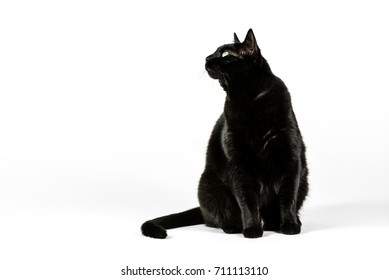 Black Cat On White Background.