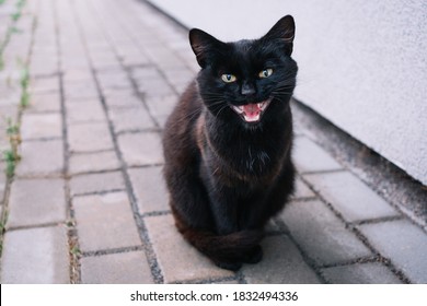 Chat Noir Yeux Jaunes Images Stock Photos Vectors Shutterstock