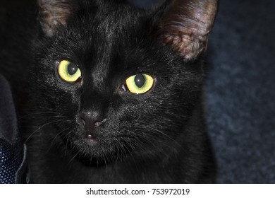 Closeup Black Long Haired Cat Beautiful Stock Photo 130592168 