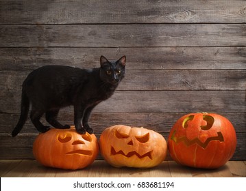 Black Cat With Orange Halloween Pumpkin On Wooden Background