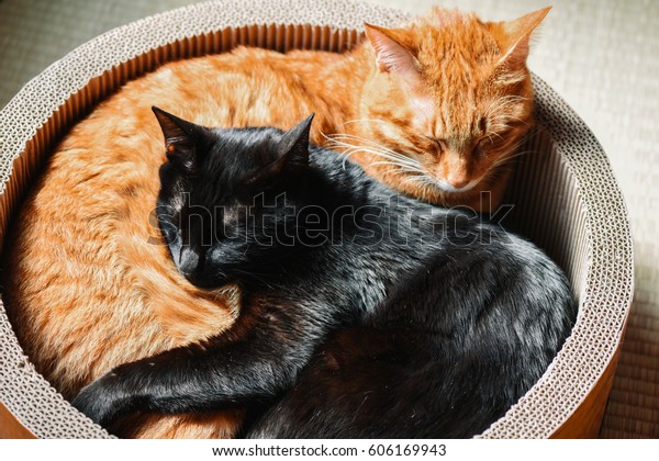 orange cat and black cat