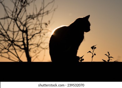 Black Cat Outdoor And Sunset