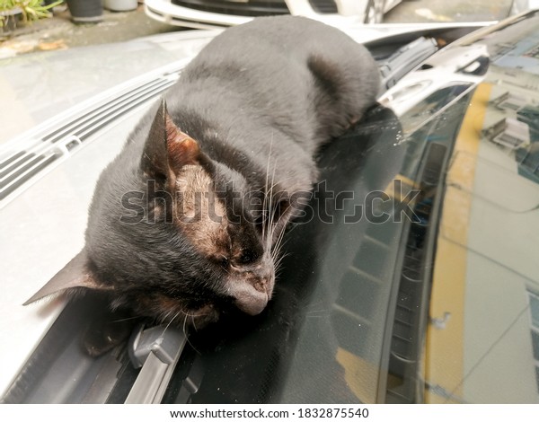 Black cat outside\
sleeping on the car.