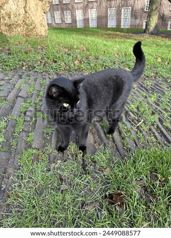 A black cat in the park.