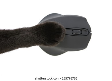 black Cat paw using a computer mouse