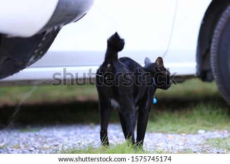 Black cat peeing at garden,Black cat is not peeing in a pot,Concept Train the cat to pee in a pot