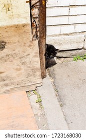 A Black Cat Peeking Around The Corner