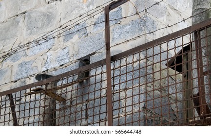 Black Cat Peeking Out Of His House Fenced