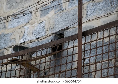 Black Cat Peeking Out Of His House Fenced