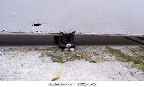 A Black Cat Peeking Under The Iron Gate