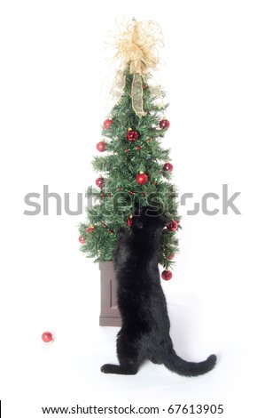 black cat playing with christmas tree and decorations on white background - Black Cat Christmas Tree Decoration black cat playing with christmas tree and decorations on white background - Black Cat Christmas Tree Decoration