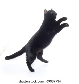 Black Cat Playing And Jumping On White Background