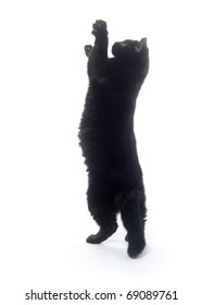 Black Cat Playing And Jumping On White Background