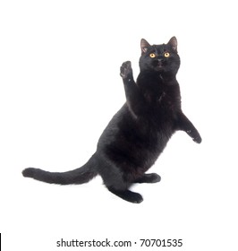 Black Cat Playing And Jumping On White Background