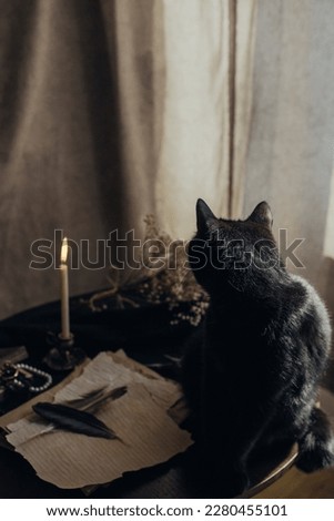 black cat playing on the table