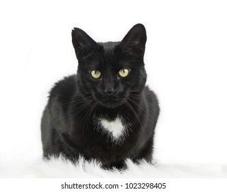 Similar Images Stock Photos Vectors Of Cute Baby Black Kitten Isolated On White Background Shutterstock