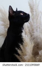 Black Cat Portrait Pampas Closeup