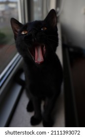 Black Cat Portrait Pampas Closeup