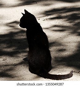 Black Cat Profile Stock Photo 1355049287 | Shutterstock