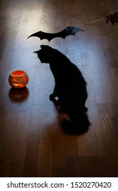 Black Cat And Pumpkin Celebrate Halloween. Christmas Eve. Yuletide, Divination.