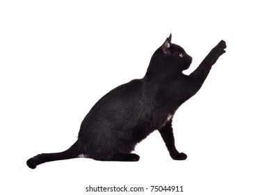 Black Cat Reaching Up For Toy And Showing Its Claws