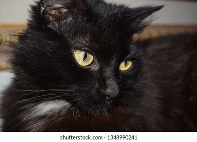 Black Cat Resting Indoor Stock Photo 1348990241 | Shutterstock