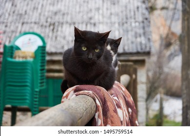 Similar Images Stock Photos Vectors Of Street Cats Of Cyprus Larnaca In Summer Time Shutterstock