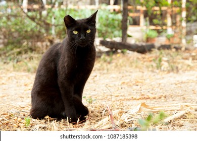 A Black Cat With A Ripped Ear. A Black Cat Is Looking At The Camera.