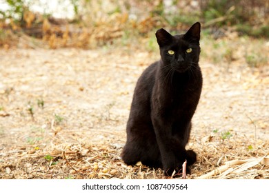 A Black Cat With A Ripped Ear. A Black Cat Is Looking At The Camera.