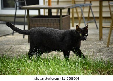 A Black Cat Roams Around His Territory Outside