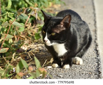 Black cat in rural area.