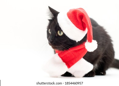 Black Cat Santa Claus Costume Christmas Stock Photo 1854460957 ...