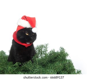 Black Cat Santa Hat On White Stock Photo 66689137 | Shutterstock