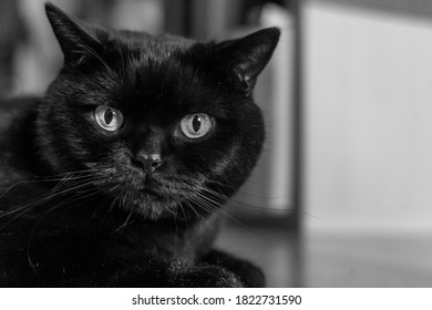 Black Cat Scottish Straight Cat Black Stock Photo 1822731590 | Shutterstock