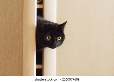 A black cat of the Scottish straight breed climbed into the closet and looks out from behind the door.