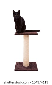 Black Cat With A Scratch Pole Isolated On White