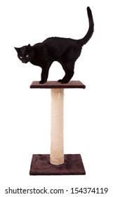 Black Cat With A Scratch Pole Isolated On White