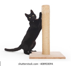 Black Cat With A Scratching Post Isolated On White