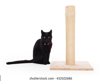 Black Cat With A Scratching Post Isolated On White