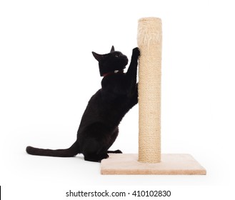 Black Cat With A Scratching Post Isolated On White