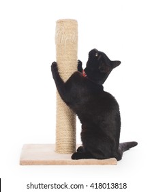 Black Cat With A Scratching Post Isolated On White