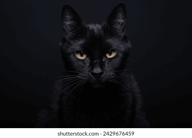 black cat seriously looking at the camera in studio  - Powered by Shutterstock
