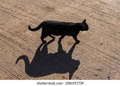 black cat and shadow on the  road.