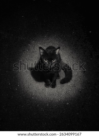 a black cat with a sharp gaze