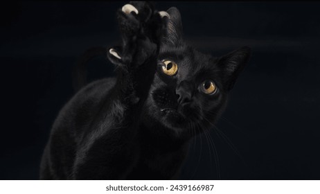 Black cat showing his claws. - Powered by Shutterstock