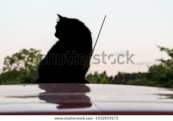 Black cat silhouette, rear view. Pet\
looks away. Black cat sits on the roof of the car and looks into\
the distance. Pet Travel Concept and caravanning\
tourism