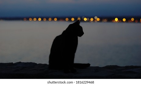 Black Cat Silhouette At Sunset