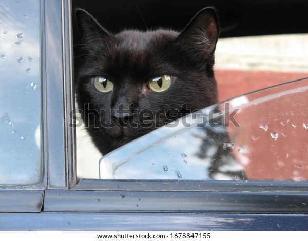 Black cat sits\
in a car and looks out the\
window