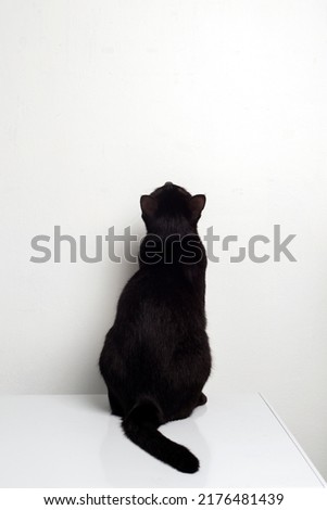 Black cat sitting back on a white table, looking up at something on the white wall.